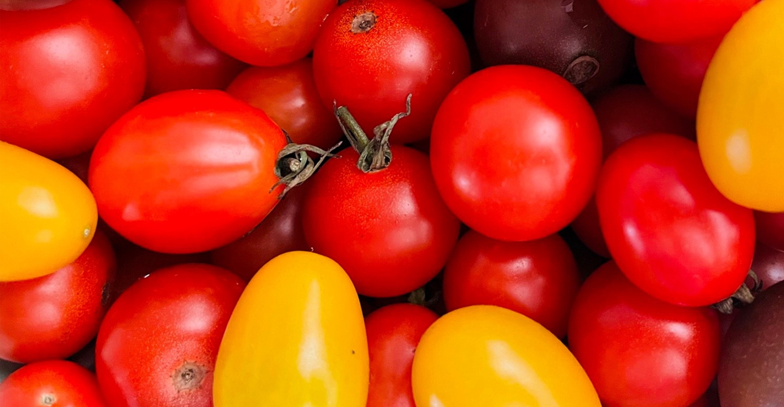 Tips to improve your tomato harvest