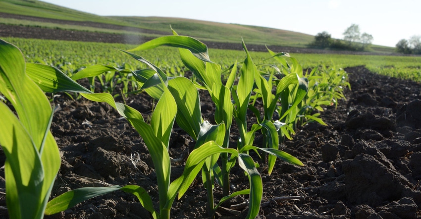 Close-up of young corn crop in field