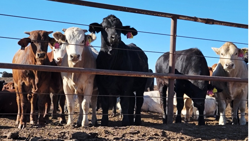 cattle in feed yard