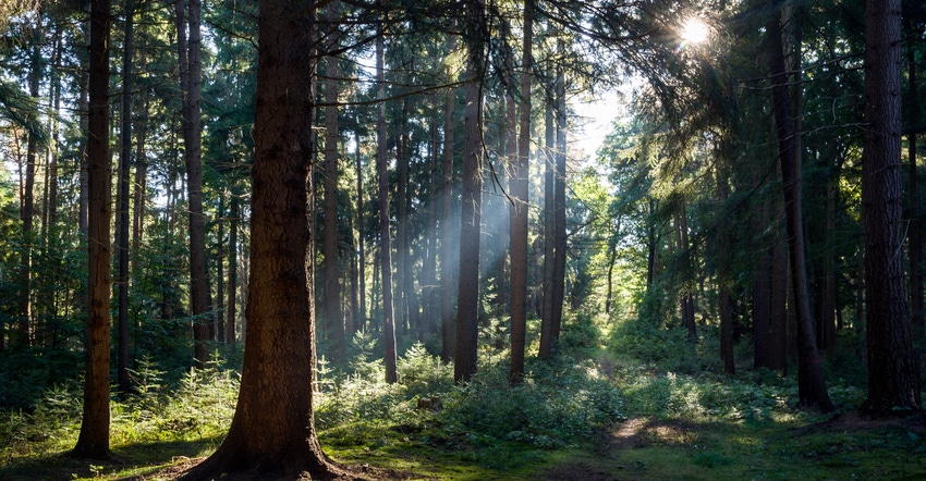 sun shining through trees