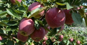 closeup of apples in tree
