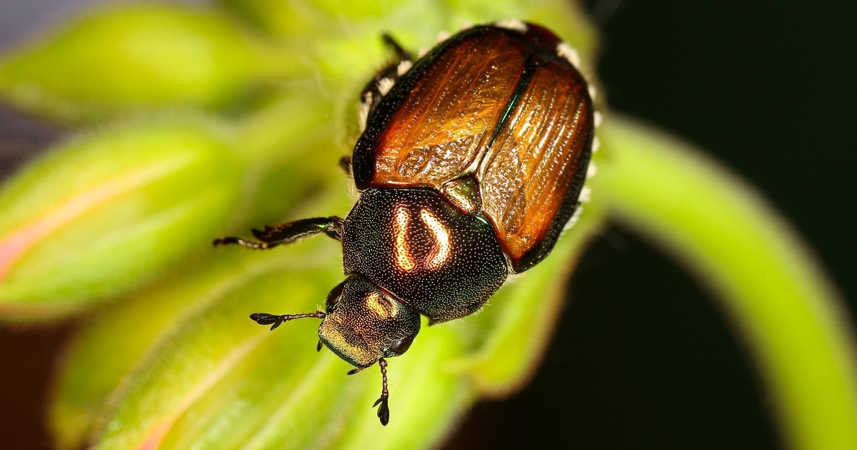 Japanese beetle spreads in Washington