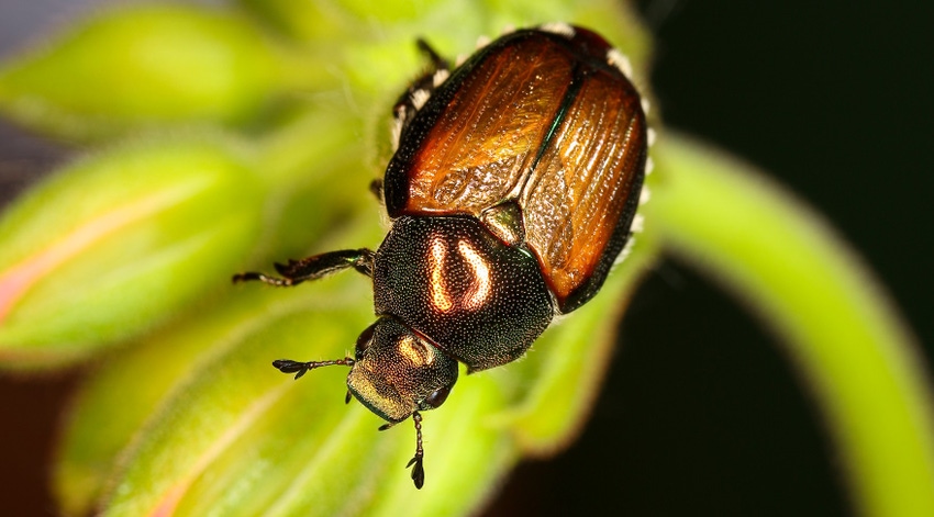 Japanese beetle Japanese beetle