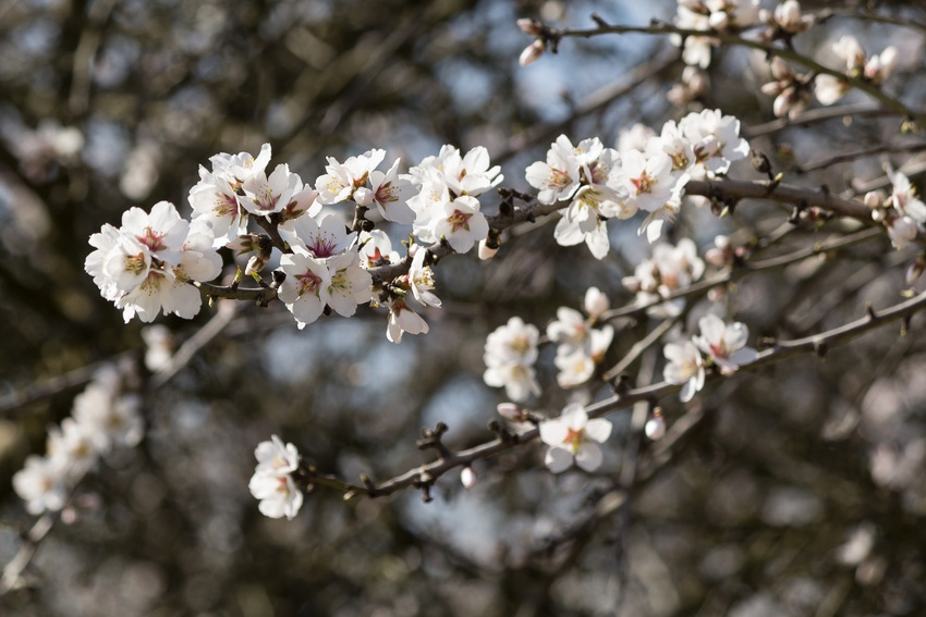 Almond bloom.jpg Almond bloom.jpg