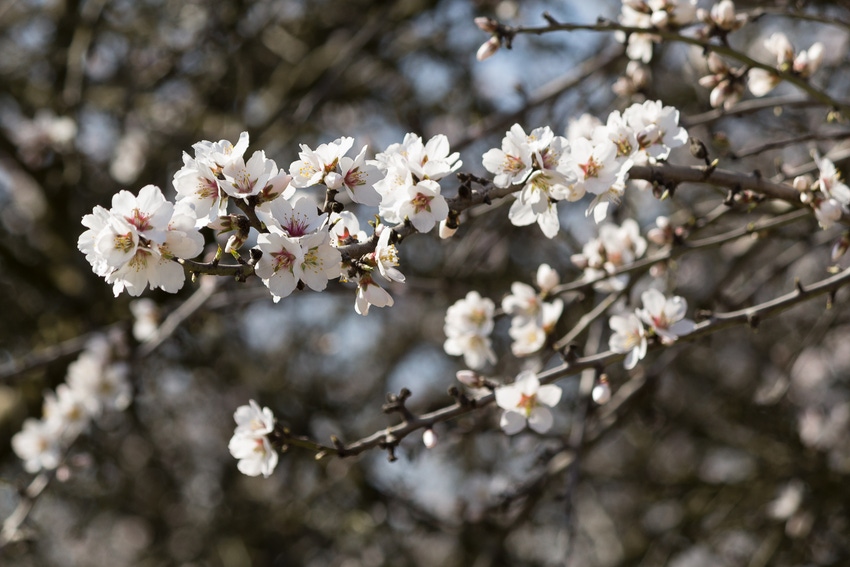 Almond bloom.jpg