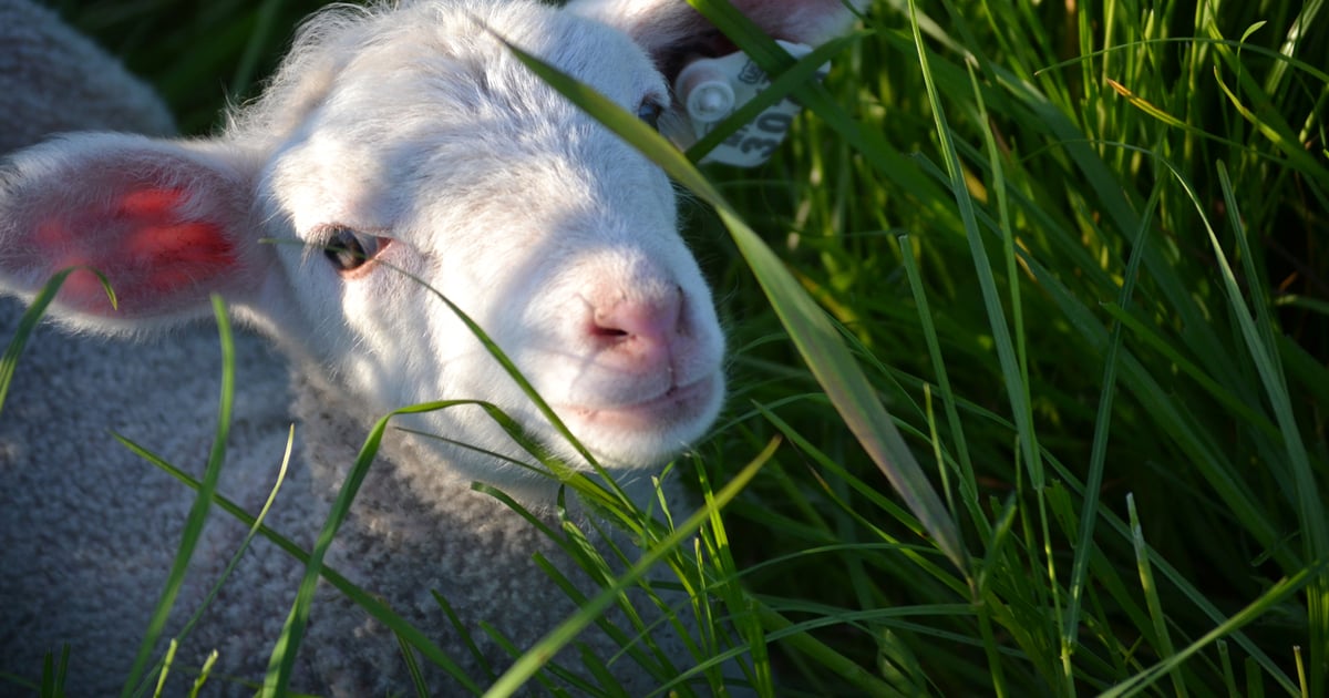 Register for Rocky Mountain shepherd tour