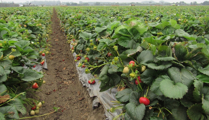 WFP-hearden-strawberries.JPG WFP-hearden-strawberries.JPG