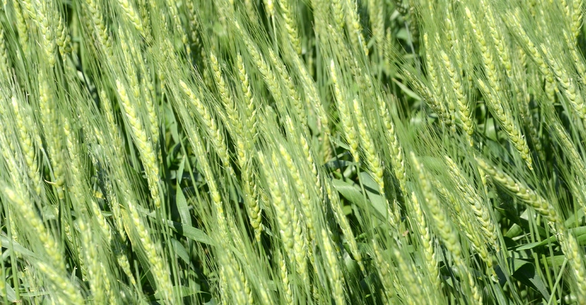 closeup of green wheat heads