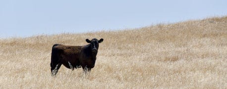 ranchers_face_tough_western_drought_cattle_industry_summer_conference_speaker_says_1_635424229664952950.jpg
