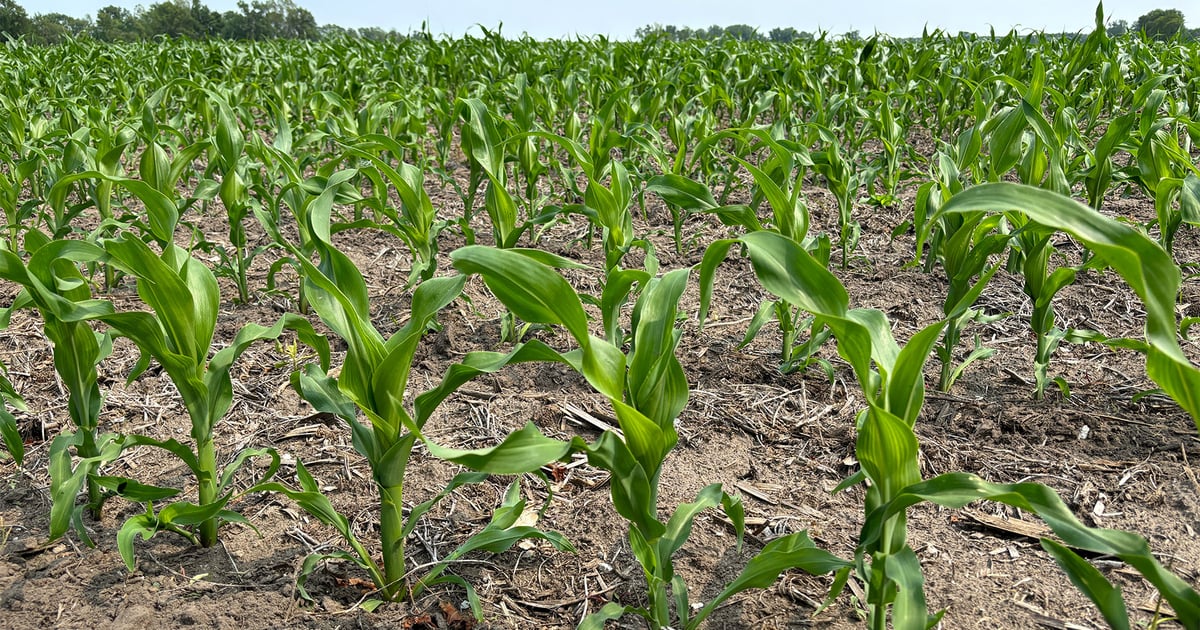 Simple Corn Support How to achieve uniform corn stands