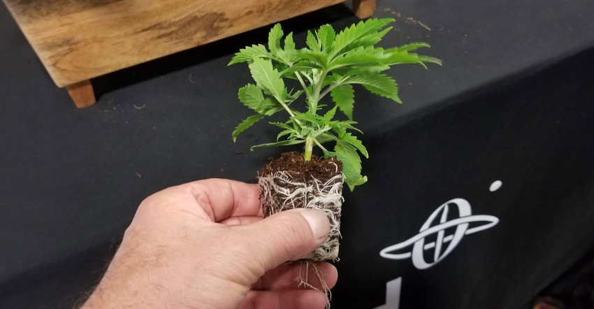 Closeup of hand holding industrial hemp plug