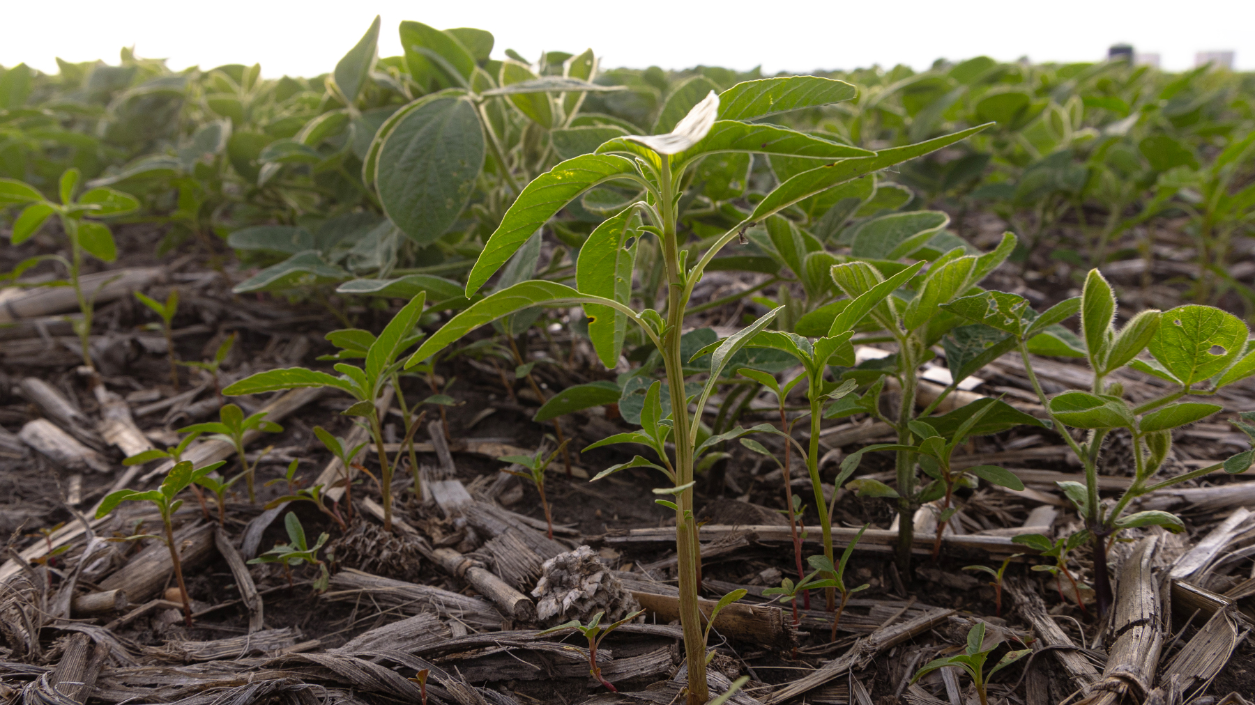Plan your 2026 soybean herbicide strategy