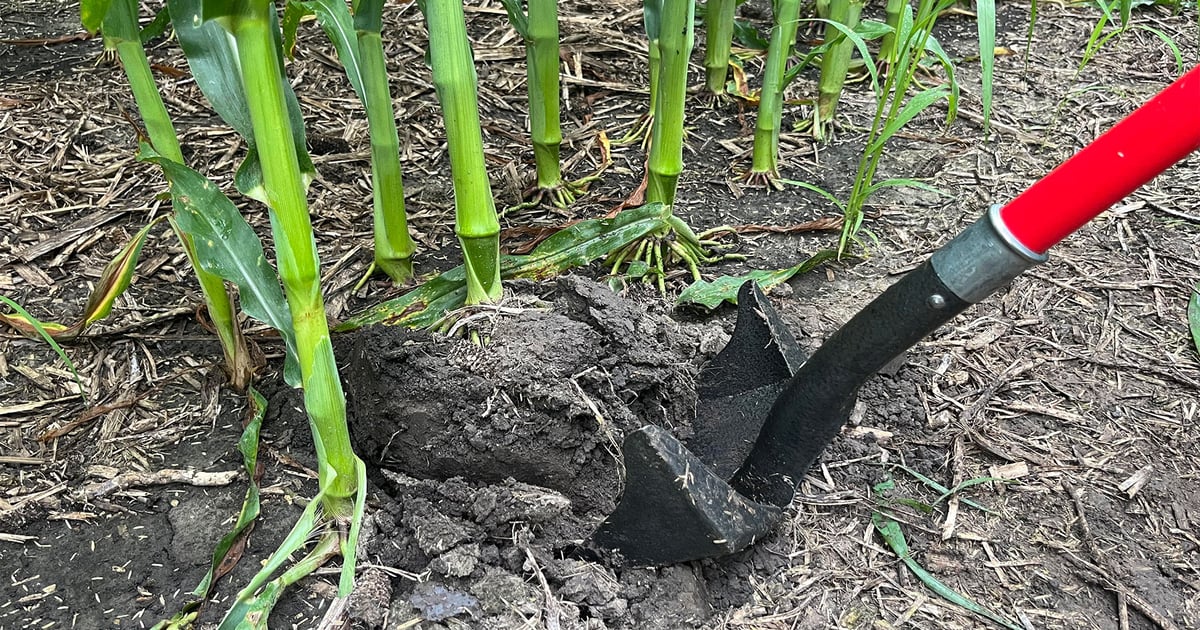 Digging deep gets to root of crop issues