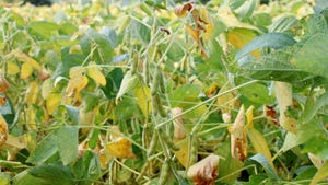 Yellowing soybean field in the fall with green soybean pods