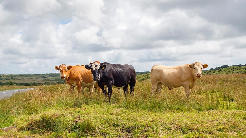Cattle Grazing Cattle Grazing
