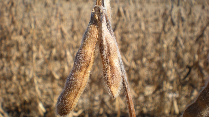 soybean pods soybean pods