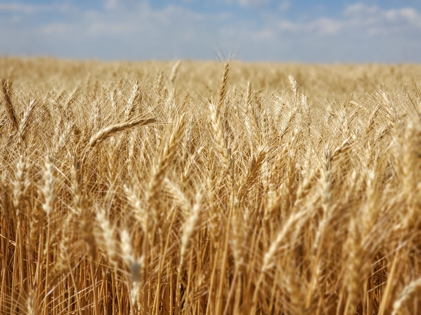 swfp-shelley-huguley-20-wheat-harvest-mcfadden-47.JPG swfp-shelley-huguley-20-wheat-harvest-mcfadden-47.JPG