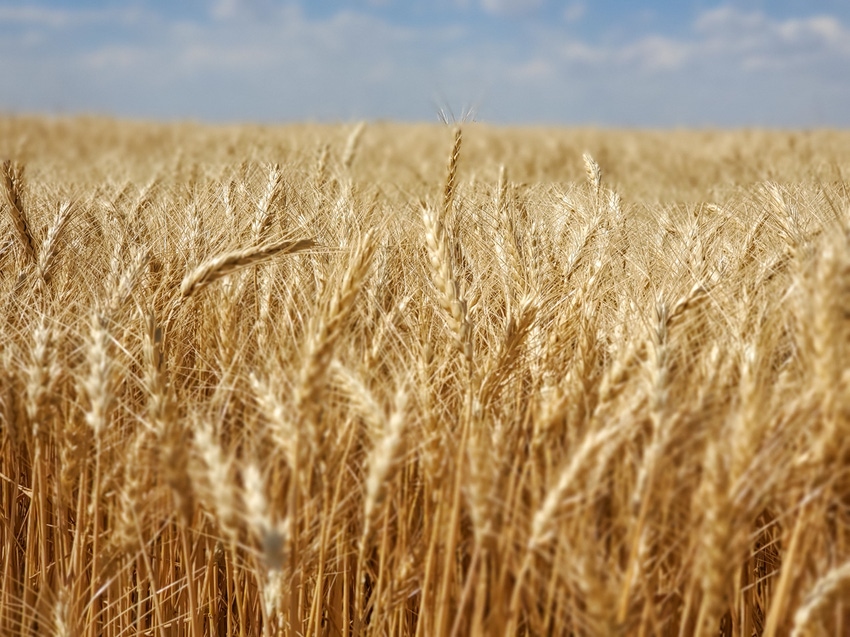 swfp-shelley-huguley-20-wheat-harvest-mcfadden-47.JPG