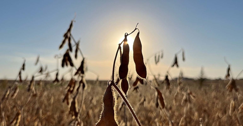 Soybean field with sun shining 