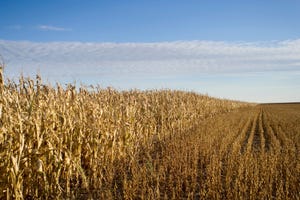 corn-soybeans-harvest-93267283.jpg