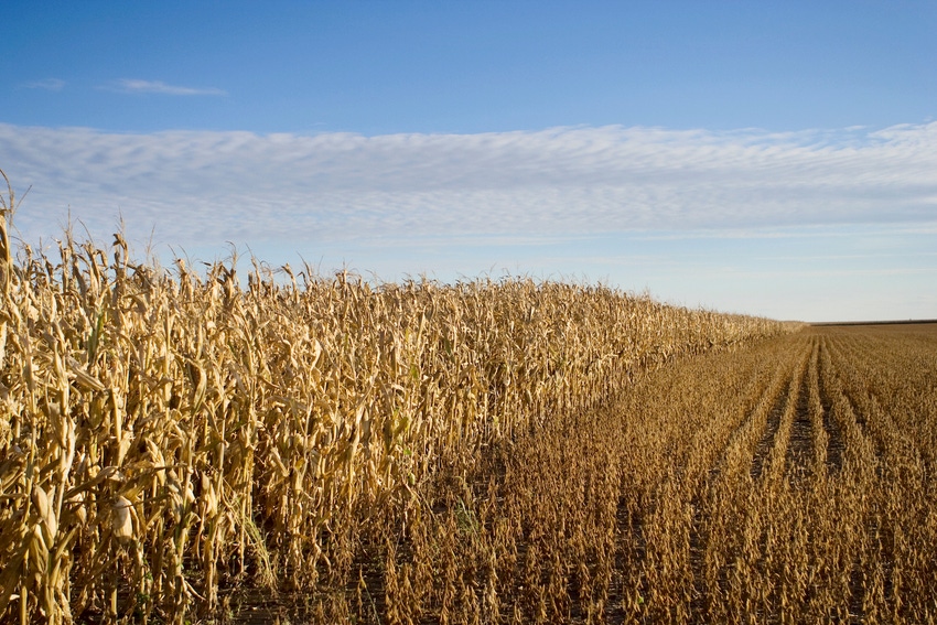 corn-soybeans-harvest-93267283.jpg