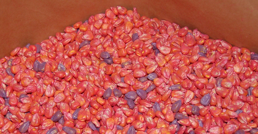 treated seed corn treated seed corn