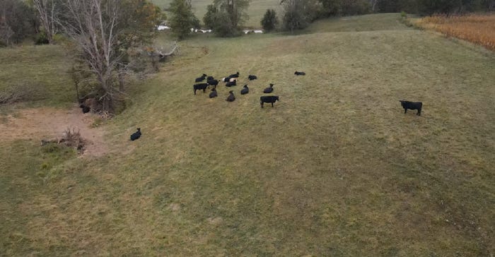 aerial view of herd of black cattle in pasture
