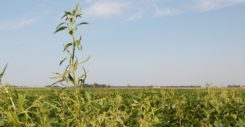 waterhemp plant in field waterhemp plant in field