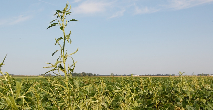 waterhemp plant in field