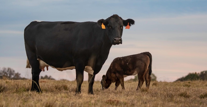Angus cow and calf standing in a pasture at twilight while looking at the camera