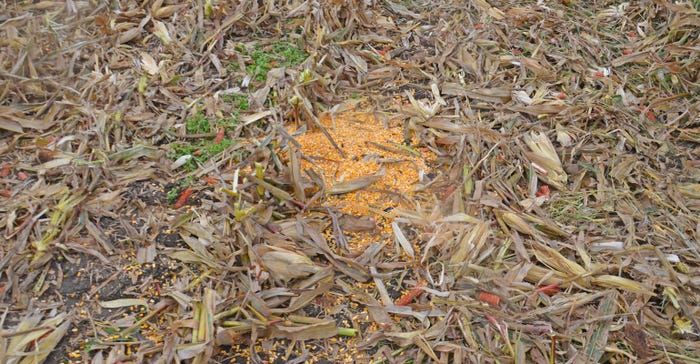 pile of corn kernels on the ground