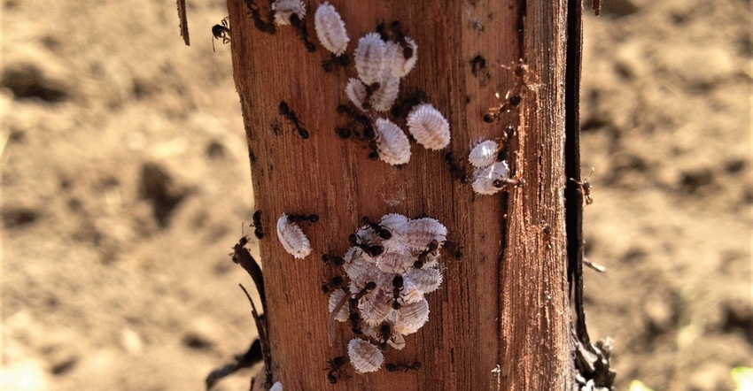 GL0428-kent-daane-vine-mealybug.JPG