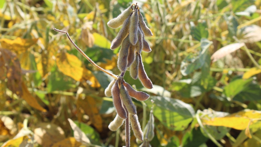 closeup of soybeans on stem