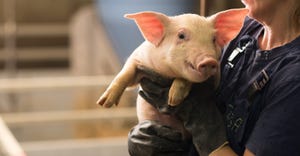 young pig being held in industrial hog barn