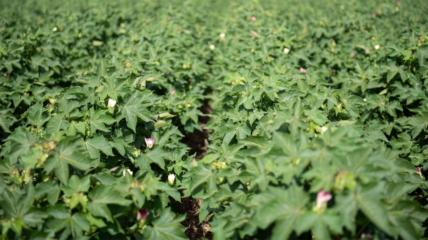nicole-yarborough-cotton-blooms-baumgardner-farm