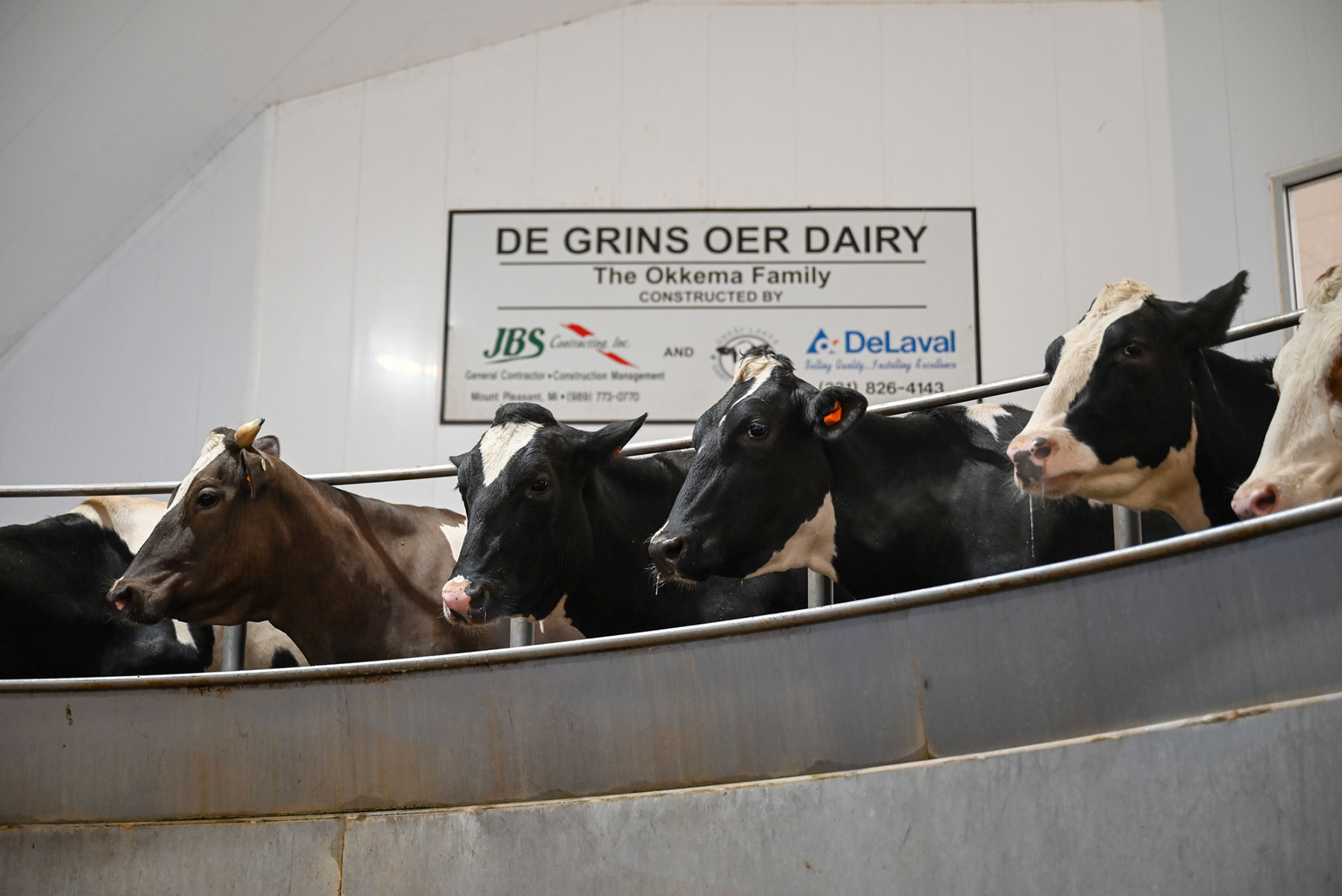 Cow's in a milking parlor