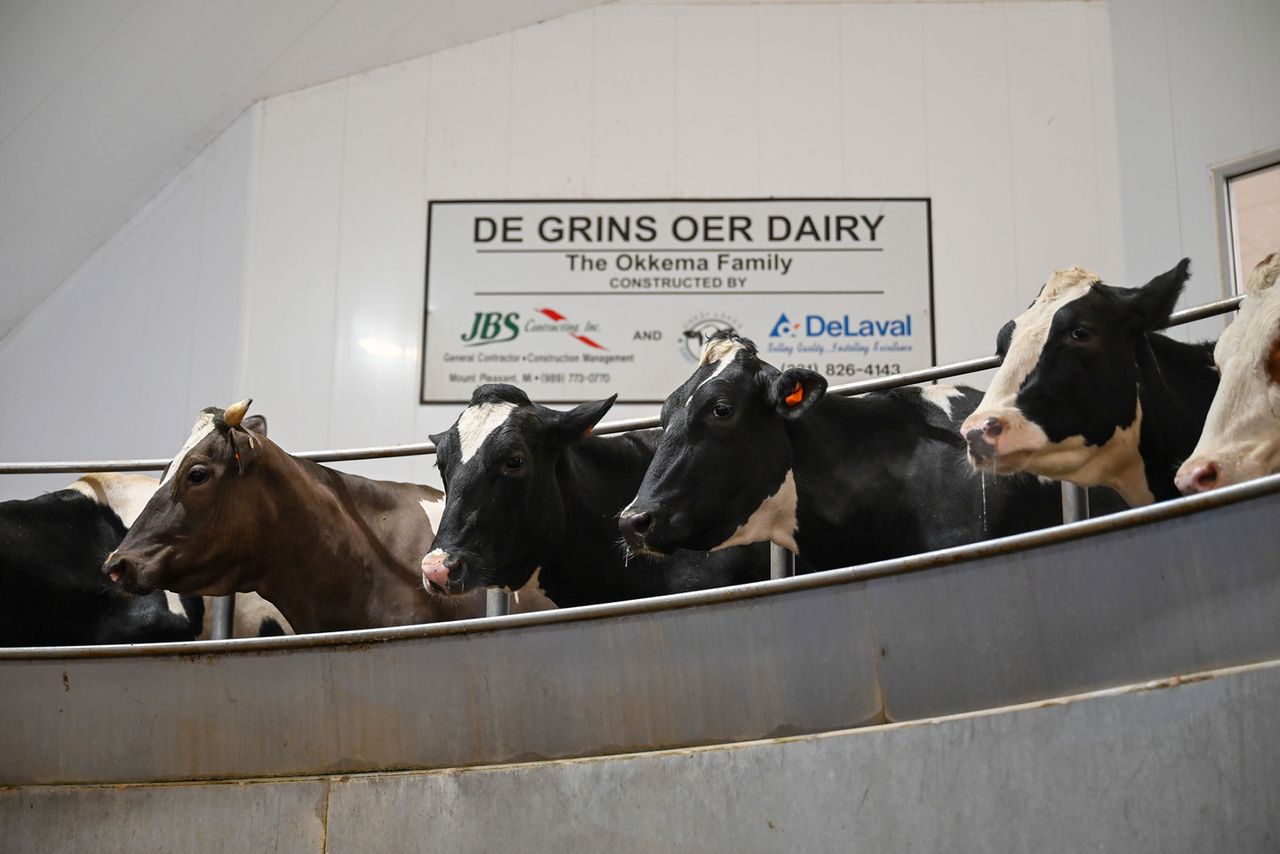 Cow's in a milking parlor