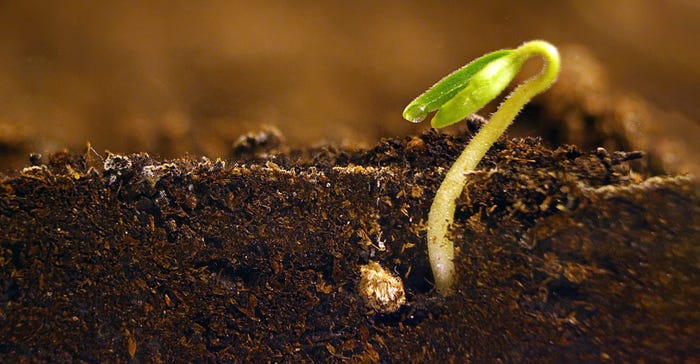 seedling in soil seedling in soil