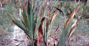 Botrytis on corn plants