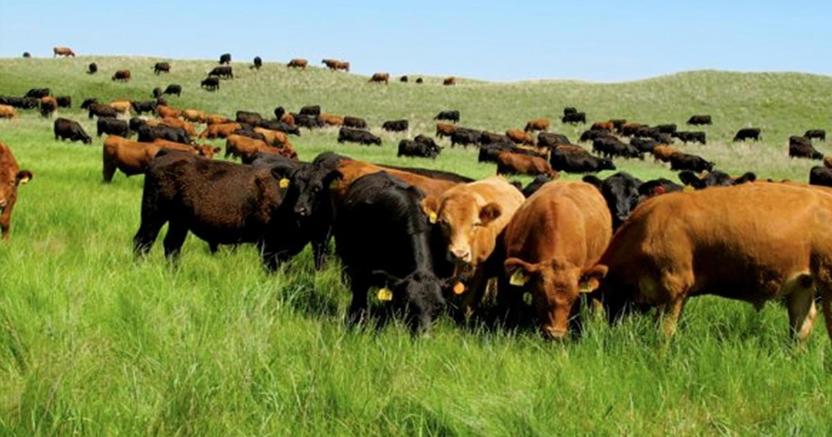 Regenerative ranching focuses on forages