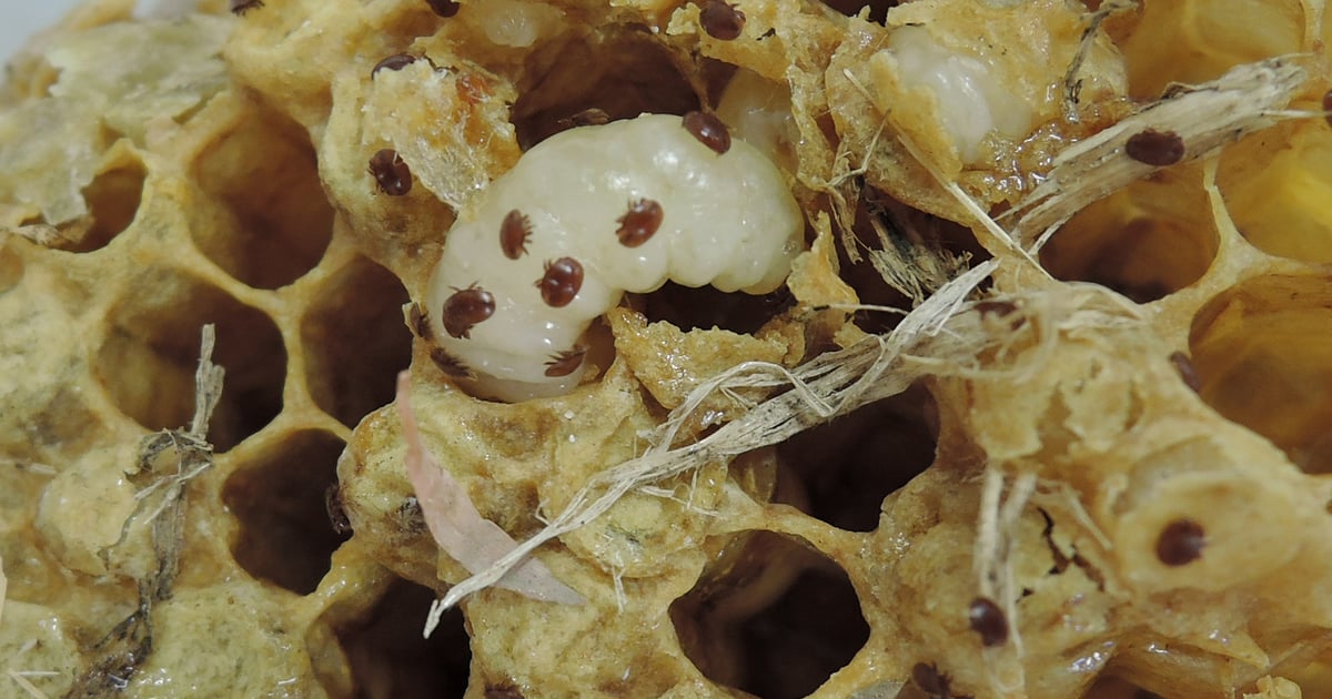 New product seeks to reverse honeybee colony collapse