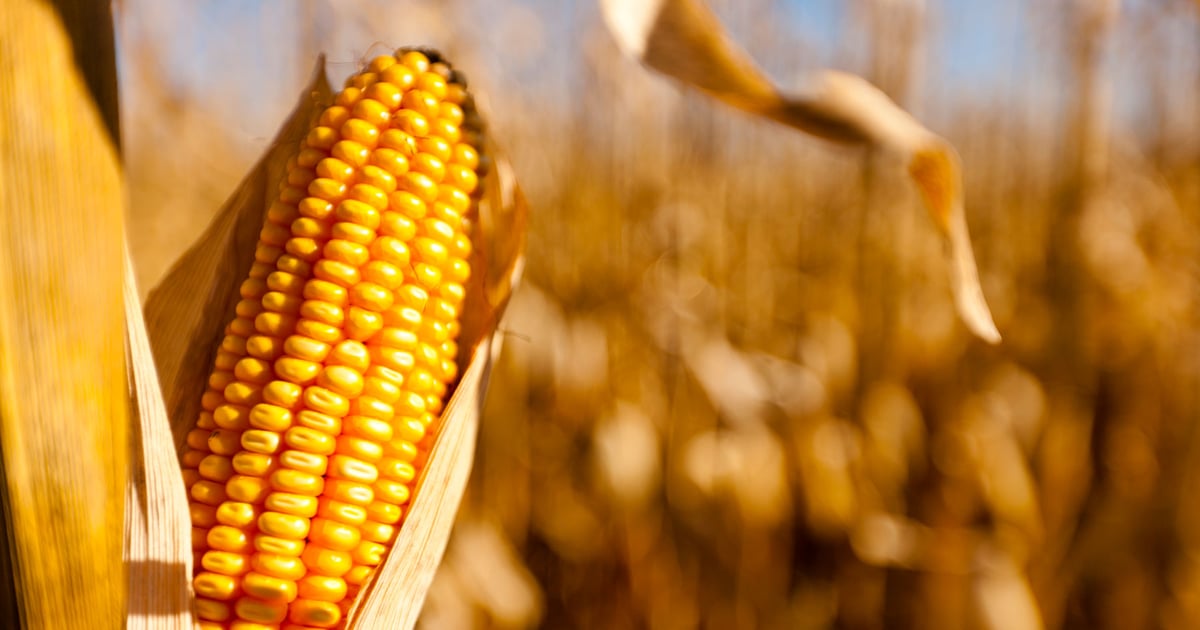 Ohio Corn Marketing Program accepting nominations