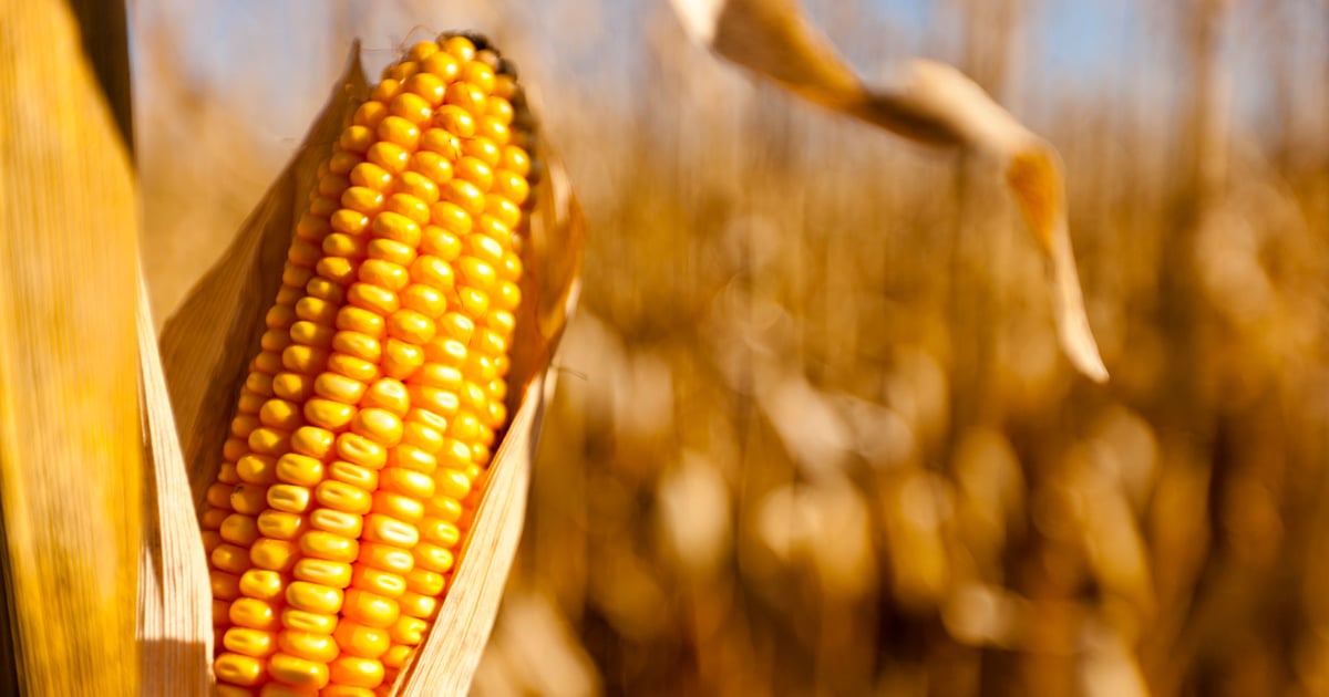 Marking Corn Ohio Corn Marketing Program accepting nominations