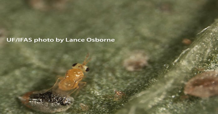 Papaya plants play key role in greenhouse whitefly control | Farm Progress