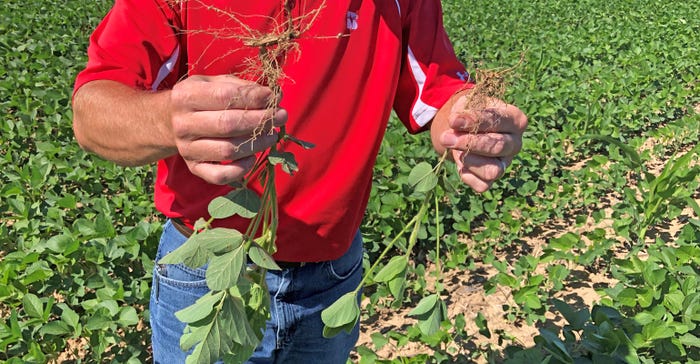 person holding a soybean plant in each hand to compare their size