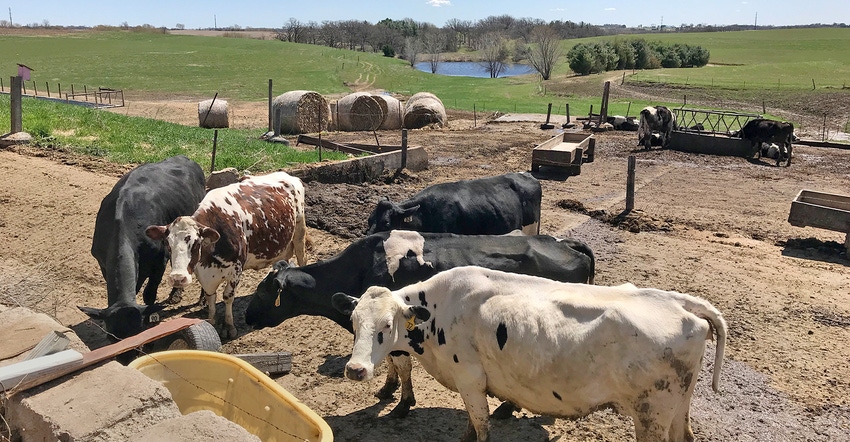 cows in feed lot