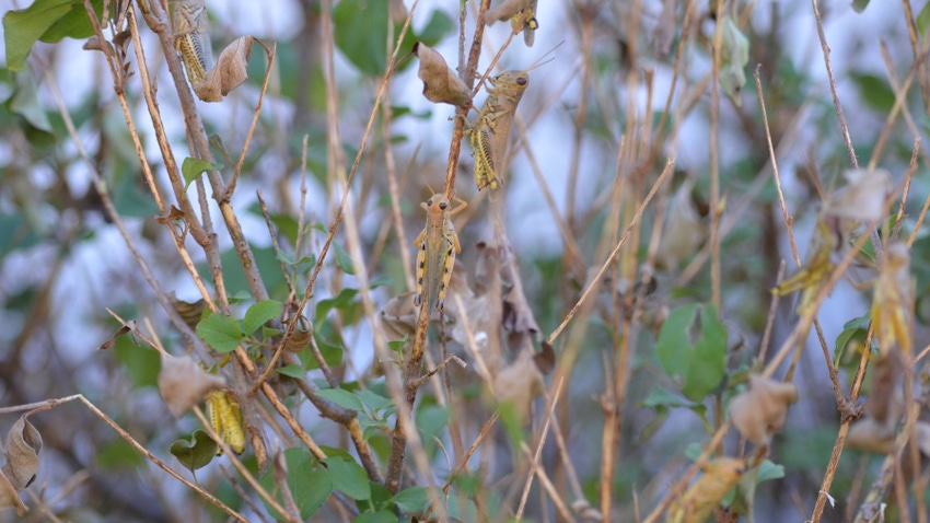  Grasshoppers on crop