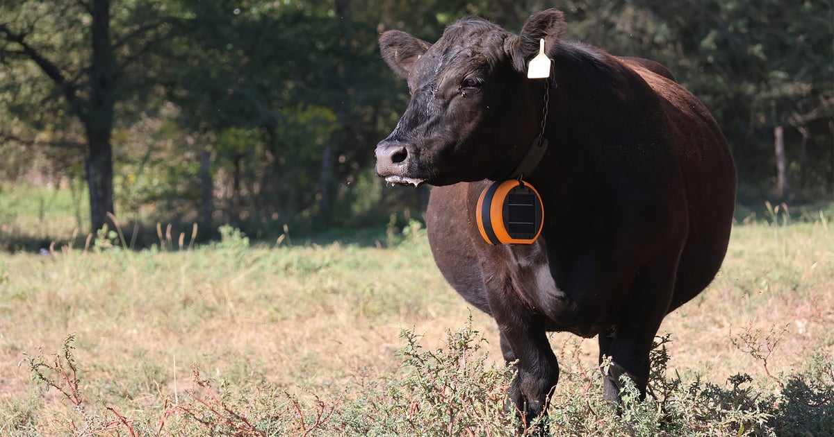 New grant expands virtual fencing to more cattle producers