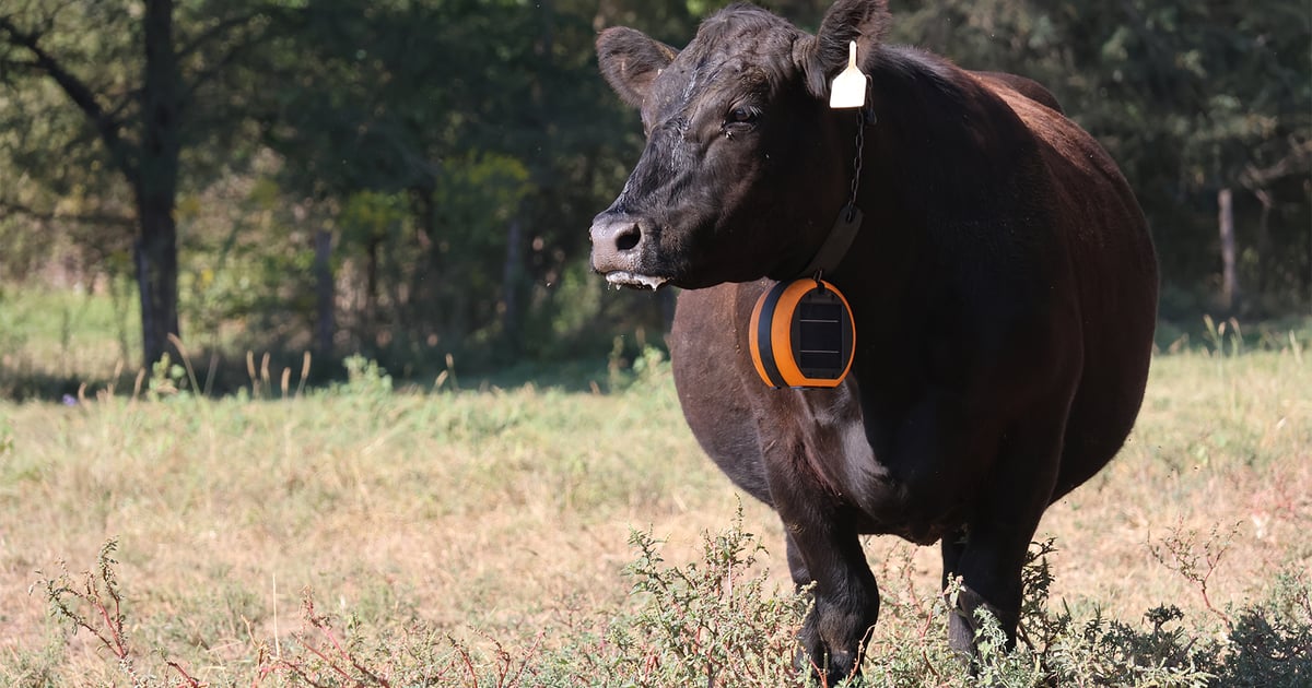 New grant expands virtual fencing to more cattle producers