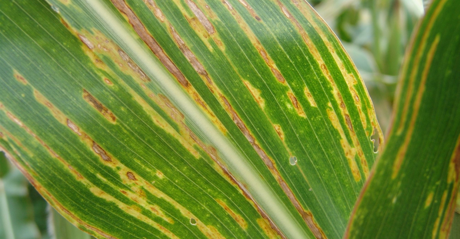 6 things to know about bacterial leaf streak